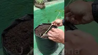 Broken Tomato Stem? Don&rsquo;t Throw It Away &mdash; Plant It Horizontally #gardenhacks