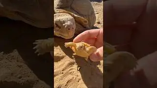 🐢 TORTUGA GIGANTE conoce su TORTUGA BEB&Eacute;