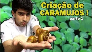 Criando FACILMENTE CARAMUJOS em CASA !