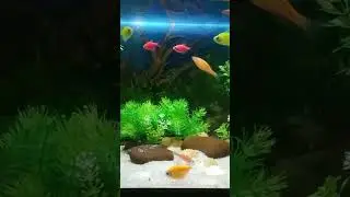 Glo Widow Tetra Fish / Colour Widow Tetra