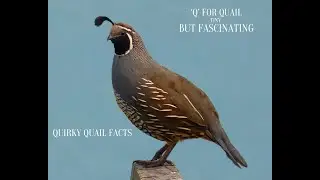 Q is for Quail