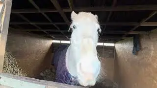 My little win! Stable hack #horse 