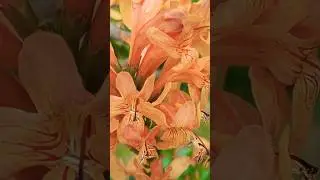 চন্দ্রপ্রভা 🌼🏵️  | Tecoma capensis 💞| #viral #trending #shorts