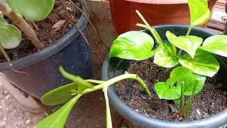 Fazendo uma nova atualização das minhas as plantas25/de dezembro de 25.🥰