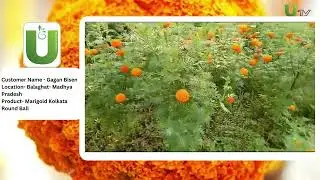 Marigold Kolkatta Round Ball | Kisan Gagan Bisen- Madhya Pradesh | URJA SEEDS