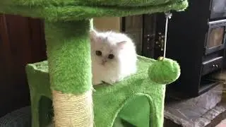 The sleepy lot - white persian kittens as slowly waking up