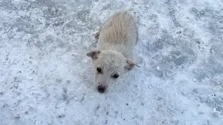 Saving a Tiny Puppy From the Cold&hellip; But We Never Expected This Ending