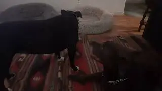 Gypsy n Mindy, Raine observing ❤️🐾