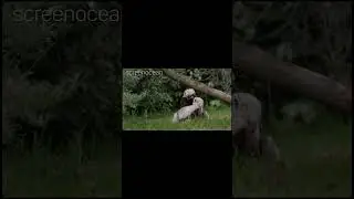 'Dancing Sifaka Lemur' born at Chester Zoo