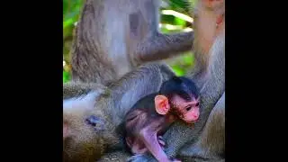 Comely baby monkey playing to walk