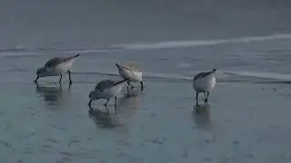 Running birds
