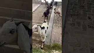 🤣#shorts ❣️ best beetal goat antri 😘{beetal goat}🥀 bhagu farming 🥀