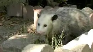 What Do Opossums Eat?