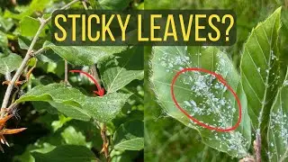 A Sticky Garden Hedge? Woolly Beech Tree Aphids Explained