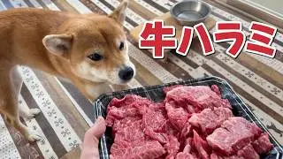 【柴犬小夏】牛ハラミを一気飲みゴクリと飲み込む！ASMR