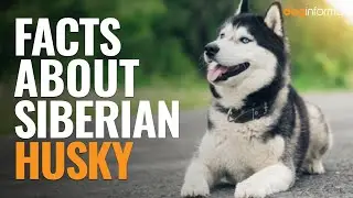 Top 10 Facts About Siberian Husky - Siberian Husky Facts
