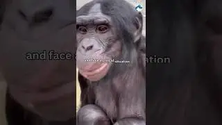 Unlock the secrets of Bonobos | Bonobo Day Special | #Bonobo #WorldBonoboDay #Bonobos