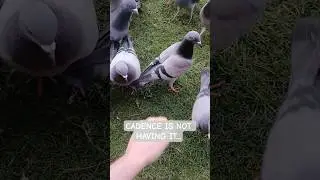 NO SCRITCHES for Cadence #pigeon #birds #animals #wildlife #cute #funny #asmr #shorts
