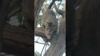 Miguel es un ni&ntilde;o consentido #bad #gatos #cat
