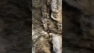 Battilo Faux Fur Throw. Super soft and super fluffy! Perfect for Winter.