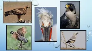 The National Bird of Central Asian Countries