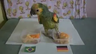 el loro Tito predice el mundial Brasil vs Alemania