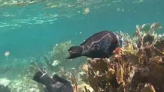 Grecian Rocks, Key Largo Florida-May 2024