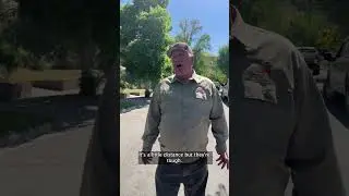 Black bear wanders through a Salt Lake City neighborhood before being tranquilized