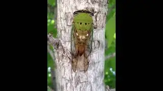 Cicada on tree making its distinctive sound