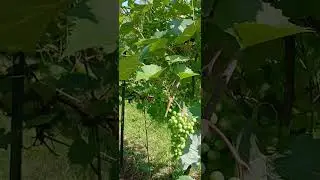 Vineyard Harvest.