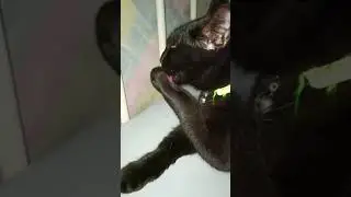 Black cat licking itself #shorts