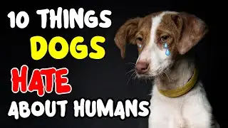 10 Things Dogs Hate About Humans