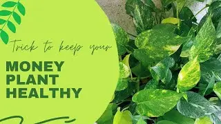 Trick to keep your money plant (Pothos) healthy during summers