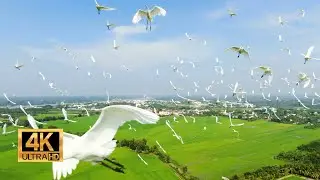 Stork Birds Flying Toward A Drone