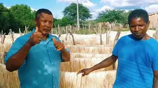 Produção de Sisal na região de lages do batata (@produtoresdaterraantoniobahia