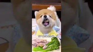 Evil fan s submission Let the dog smell meat and eat vegetables#Pet immersive dining#Creat