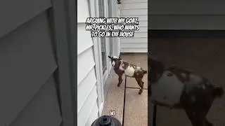 Arguing with my goat, Mr. Pickles, who wants to go in the house #goats #shorts #pets