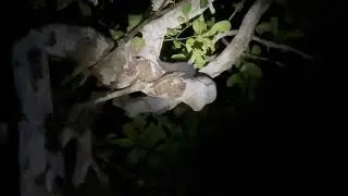 Madagascar: Kirindy Forest - Fork marked Lemur and Grey Mouse Lemur
