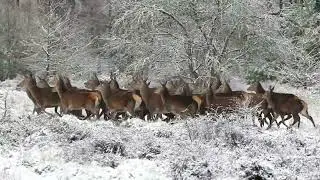 Herd of Deer