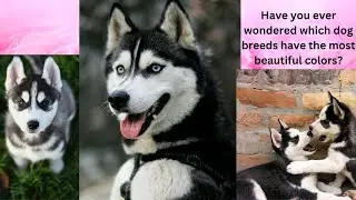 Have you ever wondered which dog breeds have the most beautiful colors?