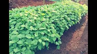 This Kenyan Vegetable Is More Powerful Than Supplements! Managu Benefits