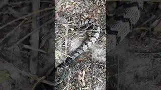 Canebrake Rattlesnake #snakes