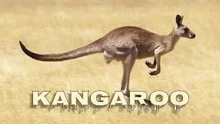 Kangaroo sounds
