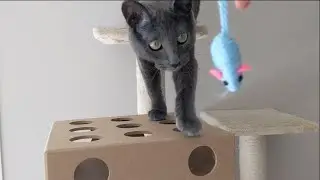 Cat Catching Mouse