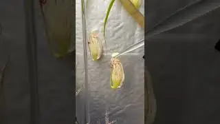 Feeding pitcher plants a yummy nutrient solution