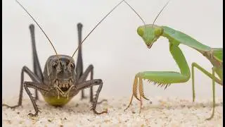 Cricket vs. Praying Mantis - Who wins this fight? Insect Battle