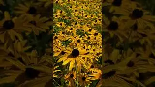 Happy Bees feasting on autumn flowers - Rudbeckia - in the Tresco garden #shorts #bee #conservation