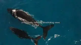 Cabo Whale Watching Adventure &mdash; Up Close Encounters from a Private Yacht