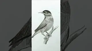 Taim Laps sketch art #beautiful realistic bird drawing #youtubeshorts