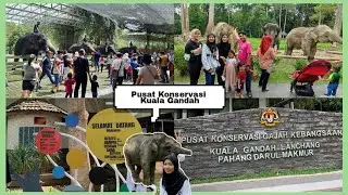 🇲🇾Gentle Giants of Kuala Gandah🐘 | Lanchang, Pahang
